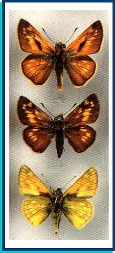  Ochlodes sylvanus (Esper, [1778]) 